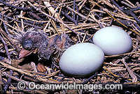Eastern Reef Egret chick Photo - Gary Bell