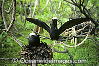 Nesting Black Noddy Anous tenuirostris Photo - Gary Bell