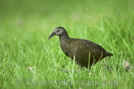 Lord Howe Island Woodhen Gallirallus sylestris photo Lord Howe Island Woodhen Gallirallus sylestris photo