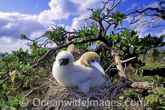 Red-footed Booby with chick photo