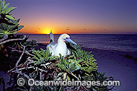 Nesting Red-footed Booby Photo - Gary Bell