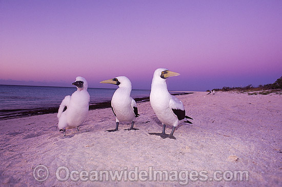 Masked Booby Sula dactylatra photo