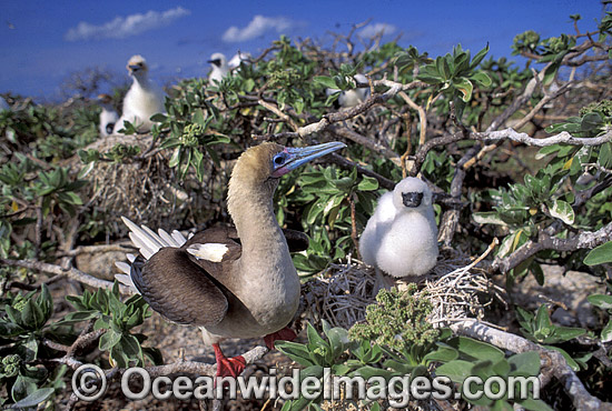 Red-footed Booby with chick photo Red-footed Booby with chick photo