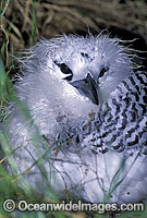 Red-tailed Tropicbird chick Photo - Gary Bell