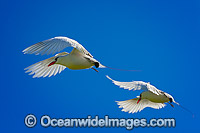 Red-tailed Tropicbird Christmas Island Photo - Gary Bell