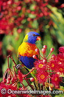 Rainbow Lorikeet feeding on flowers Photo - Gary Bell