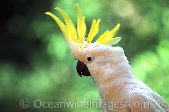 Sulphur-crested Cockatoo Cacatua galerita photo