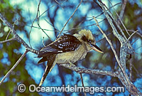 Laughing Kookaburra Dacelo novaeguineae Photo - Gary Bell