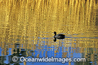 Eurasian Coot Fulica atra Photo - Gary Bell