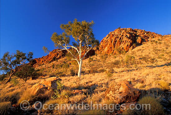 Ghost gum MacDonnell Ranges photo