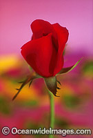Red Rose Photo - Gary Bell