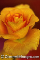 Yellow Rose Photo - Gary Bell