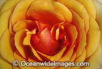 Yellow Rose Photo - Gary Bell