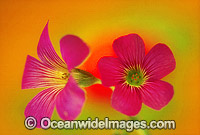 Pink clover Photo - Gary Bell