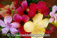 Hibiscus flower Photo - Gary Bell
