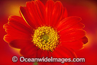 Orange Gerbera Photo - Gary Bell