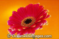 Pink Gerbera Photo - Gary Bell
