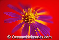 Easter Daisy Photo - Gary Bell