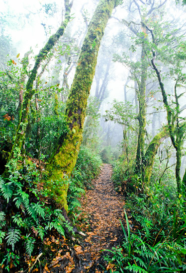 Antarctic Beech Tree rainforest photo