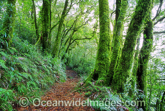 Border Track Lamington National Park photo