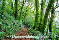 Border Track Lamington National Park Photo - Gary Bell