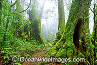 Border Track Antarctic Beech Tree forest Photo - Gary Bell
