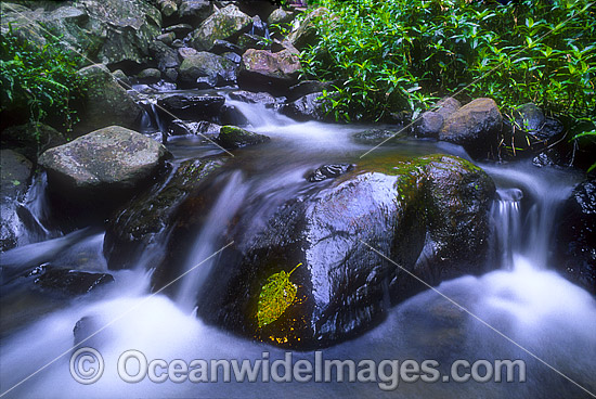 Rainforest Stream Dorrigo National Park photo Rainforest Stream Dorrigo National Park photo