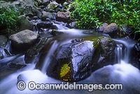 Rainforest Stream Dorrigo National Park Photo - Gary Bell