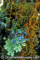 Rainforest mosses New England National Park Photo - Gary Bell