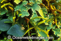 Rainforest mosses New England National Park Photo - Gary Bell