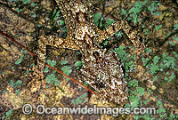 Leaf-tailed Gecko on rainforest tree Photo - Gary Bell