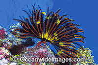 Feather Star Photo - Gary Bell