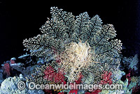 Basket Star on Soft Coral Photo - Gary Bell