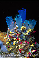Sea Tunicates Blue and Strawberry Photo - Gary Bell