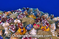 Christmas Tree Worm Photo - Gary Bell