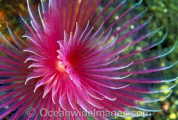Feather Duster Tubeworm Chone sp. photo Feather Duster Tubeworm Chone sp. photo