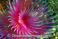 Feather Duster Tubeworm Chone sp. Photo - Gary Bell