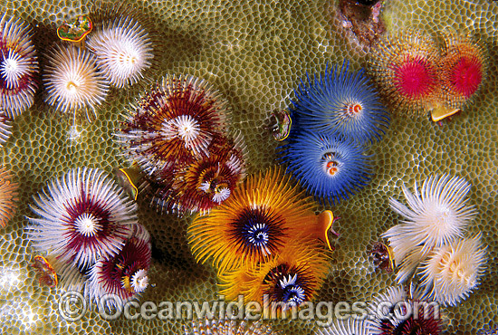 Christmas Tree Worm photo Christmas Tree Worm photo