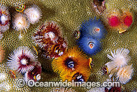 Christmas Tree Worm Photo - Gary Bell