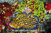 Polyclad Flatworm Pseudoceros Photo - Gary Bell