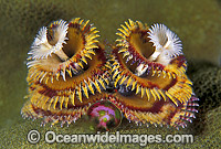 Christmas Tree Worm Photo - Gary Bell