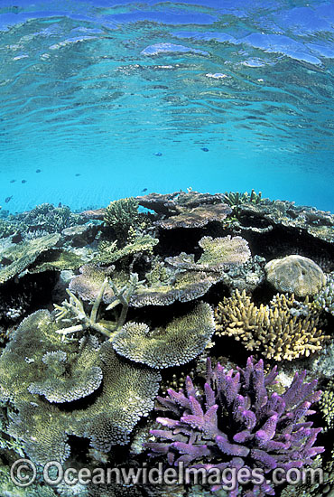 Great Barrier Reef photo Great Barrier Reef photo