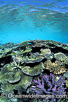 Great Barrier Reef Photo - Gary Bell