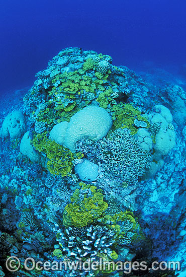 Great Barrier Reef photo Great Barrier Reef photo