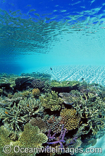 Great Barrier Reef Corals photo Great Barrier Reef Corals photo