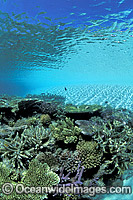 Great Barrier Reef Corals Photo - Gary Bell