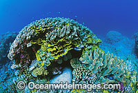 Great Barrier Reef Corals Photo - Gary Bell