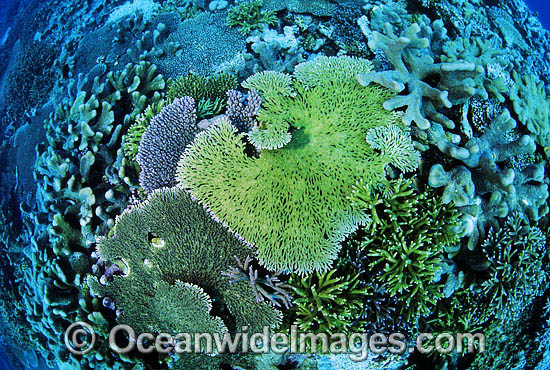 Great Barrier Reef photo Great Barrier Reef photo