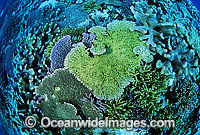 Great Barrier Reef Photo - Gary Bell