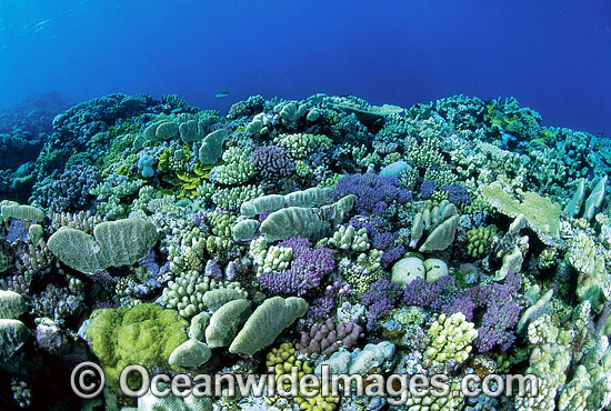 Coral Reef photo Coral Reef photo